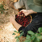 Easter Anaerobic Natural Blend